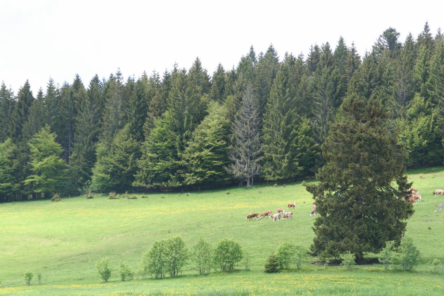Hotel Gasthaus Hirschen Im Hochschwarzwald Todtnau Nahe Feldberg מראה חיצוני תמונה